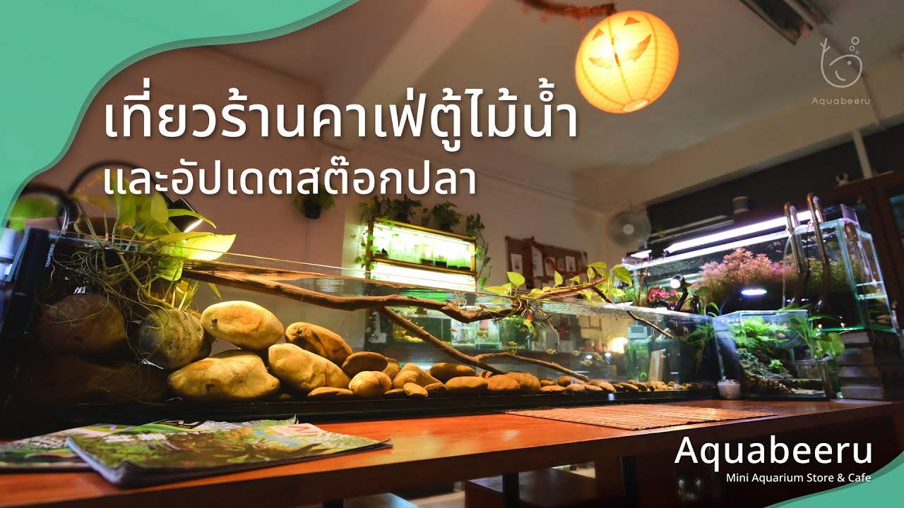 [อัปเดตสต๊อกปลา] พาเที่ยวยามเย็น คาเฟ่ตู้ปลาและตู้ไม้น้ำ ย่านพระราม 2 (22 พฤศจิกายน 67)