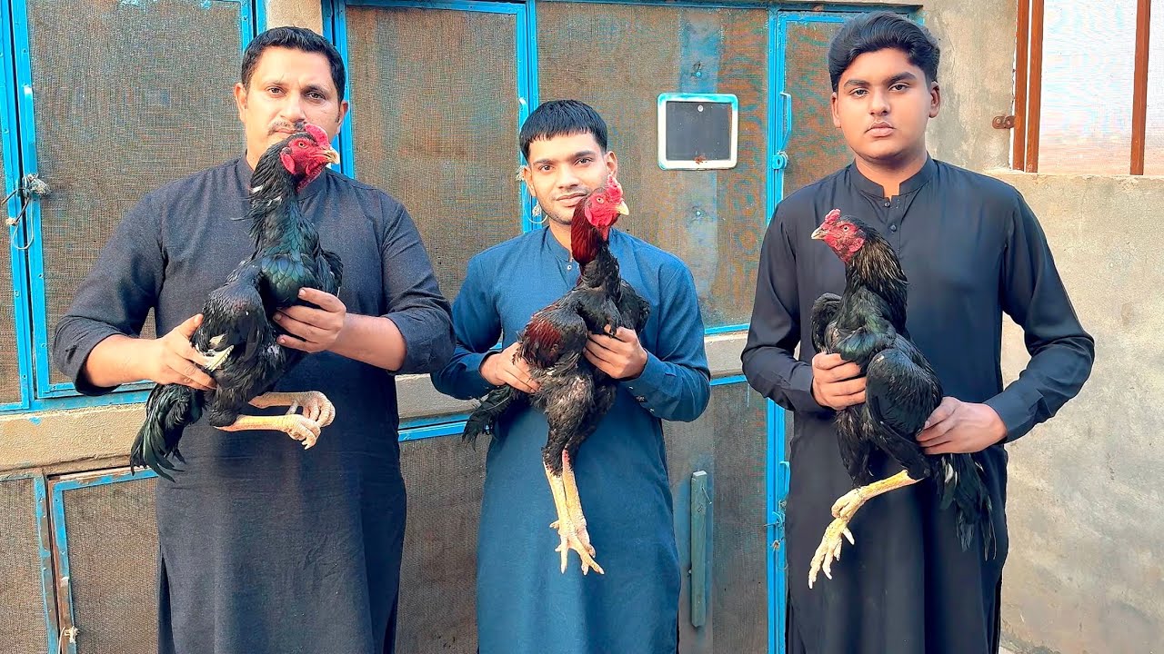 Pakistani aseel murgy | Thai cross Pakistani aseel
