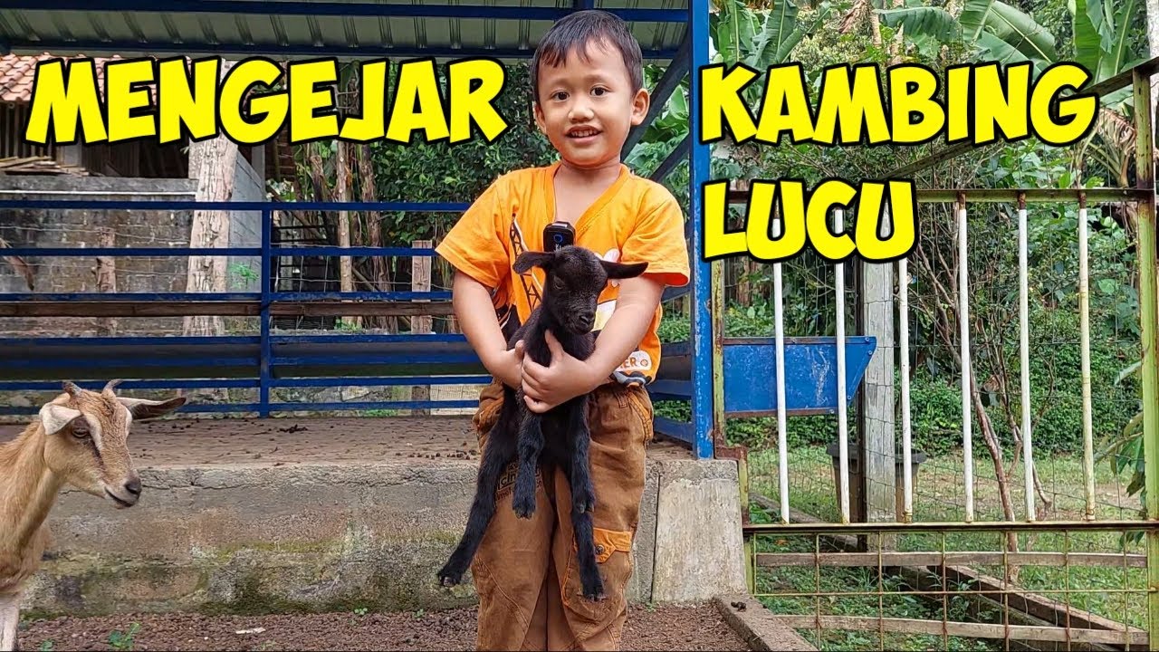 Kambing Lucu Lari - Lari