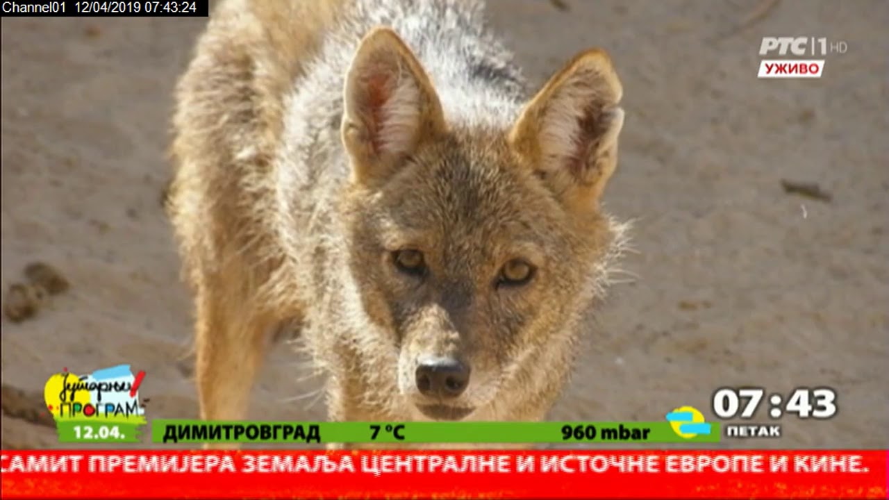 JUTARNJI PROGRAM - Šakali