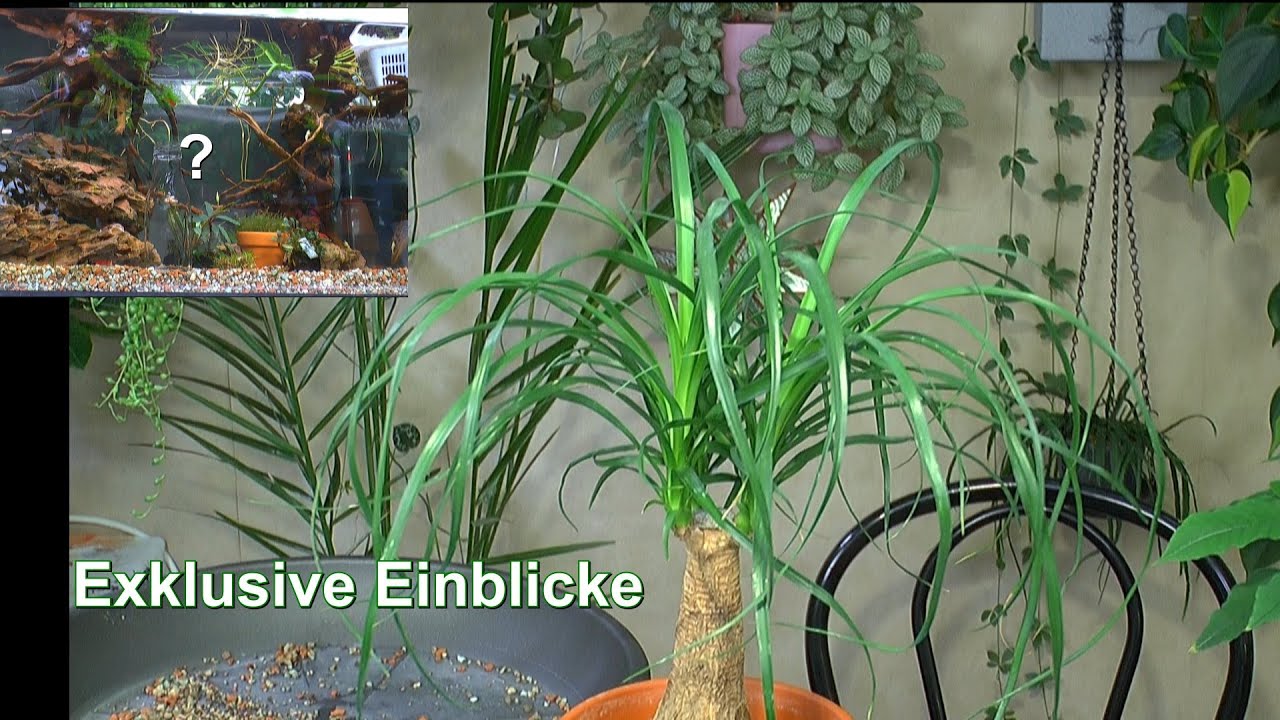 Pflanzen im mineralischen Substrat ein Spezial mit vielen Erlebnissen auch Umtopfen in Vulkatec