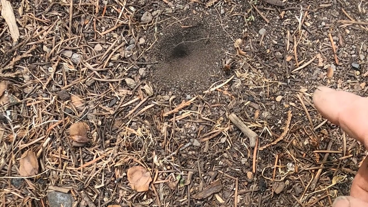 Metal detecting an old campground