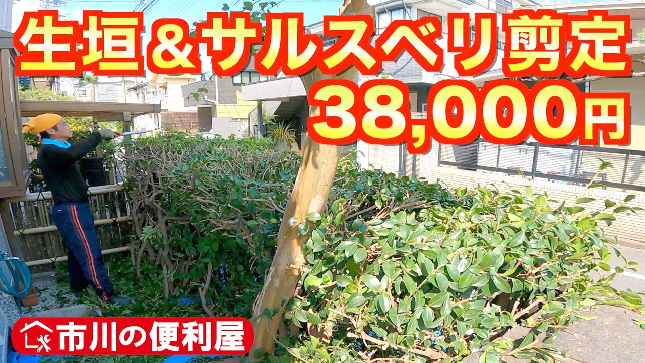 【生垣・サルスベリ剪定＆花壇草抜き】太枝切鋏大活躍✄｜千葉県市川市の便利屋！各作業料一覧、お問い合わせ先は概要欄をご覧下さい！