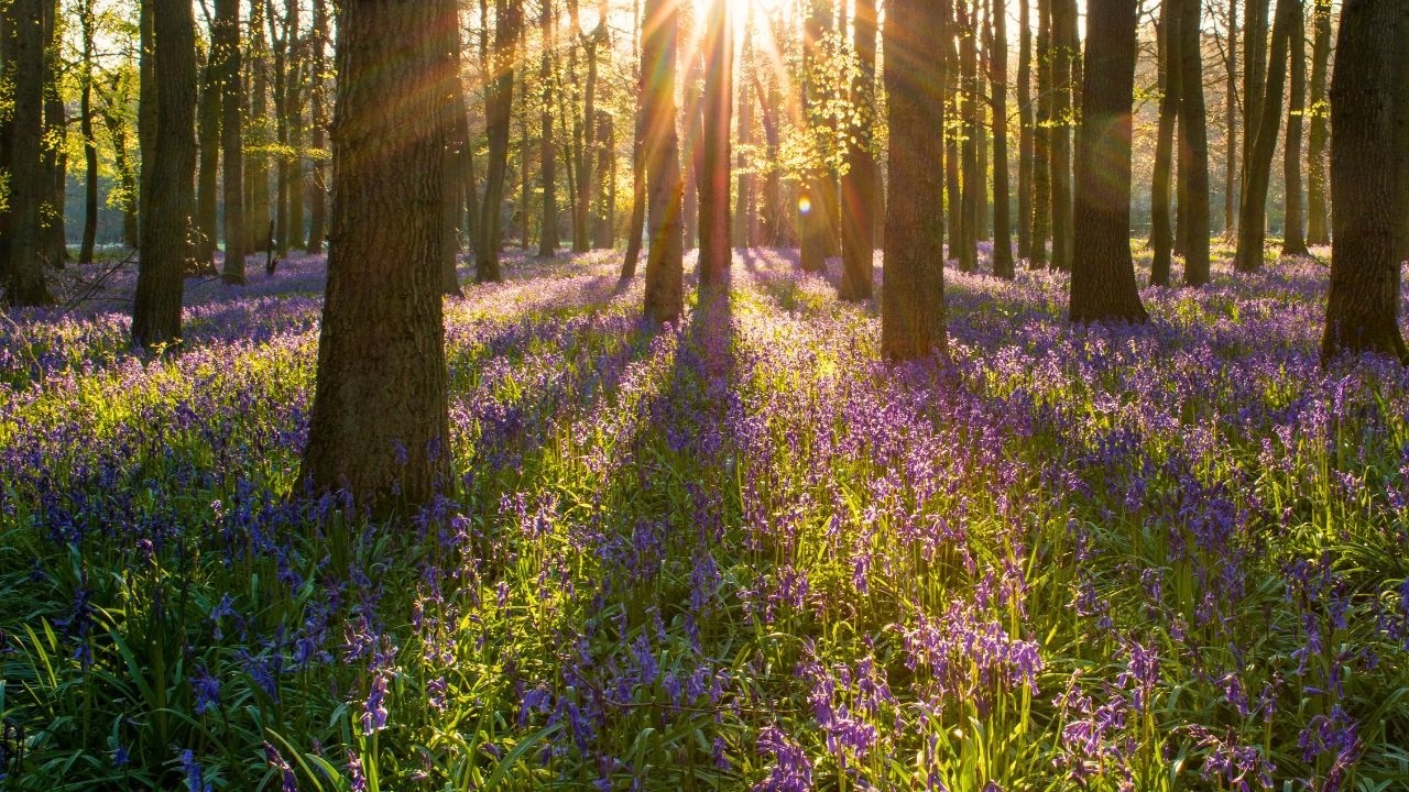 Bluebell Forest Walk at Golden Hour | Peaceful Woodland Ambience (1 Hour 4K)