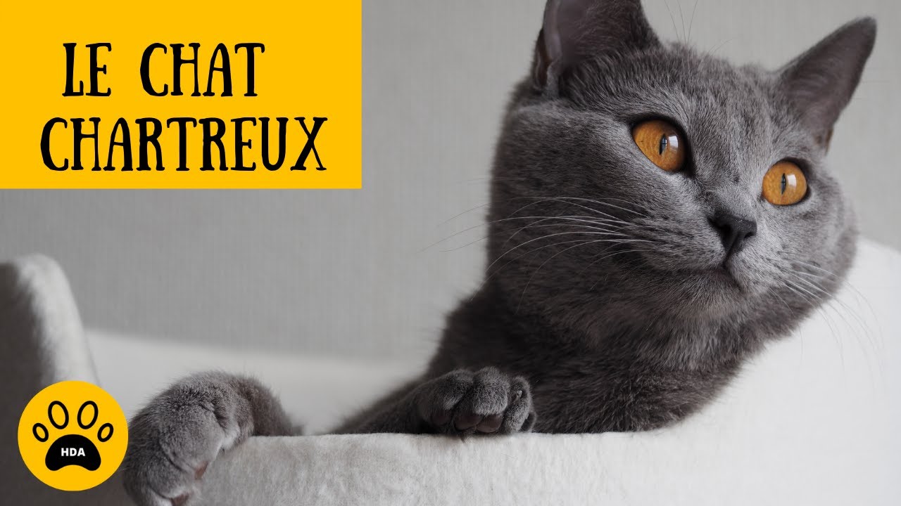 le chat chartreux - Origine -Physique - Caractère - Fourrure - Entretien