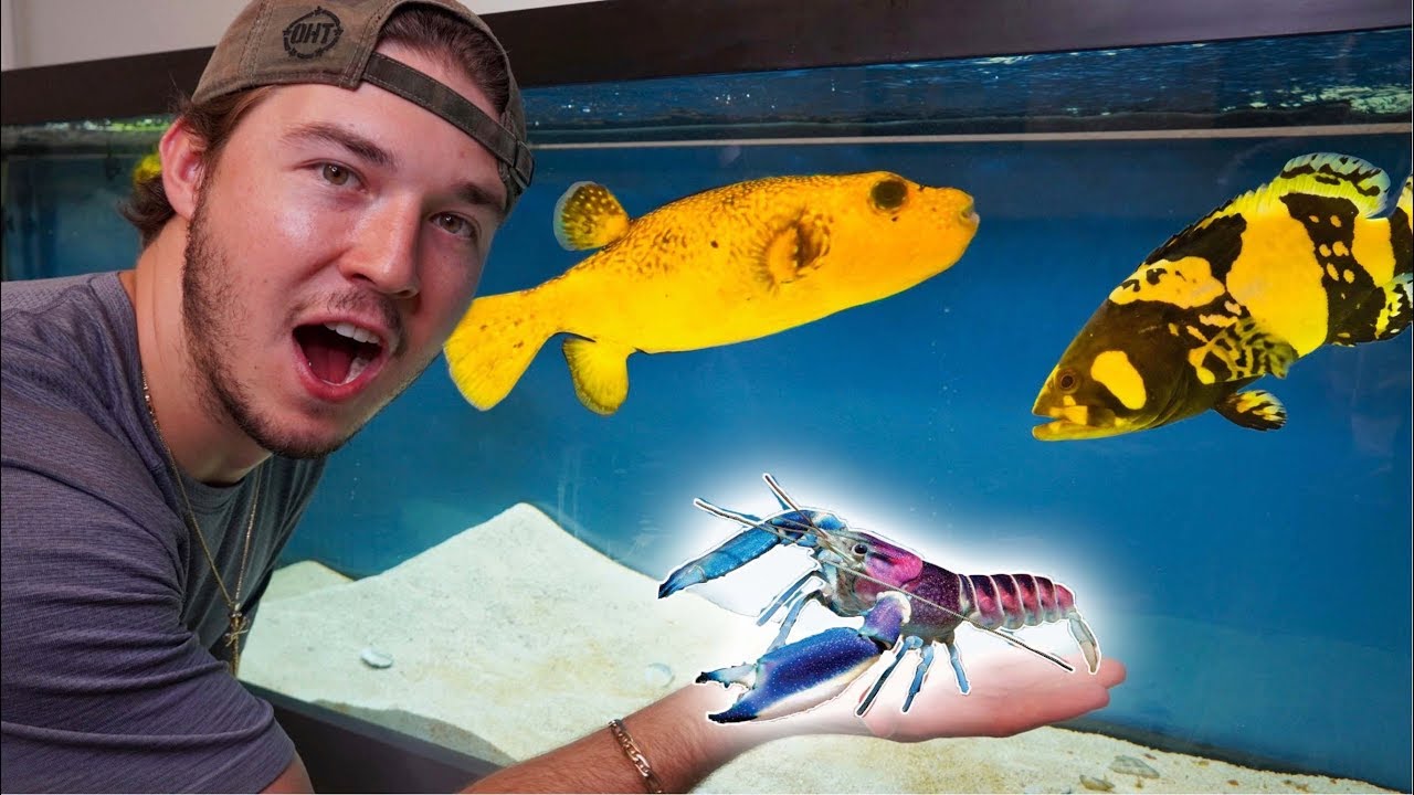 INSANE Bumble Bee Grouper Eats My Pet Baby Lobster!