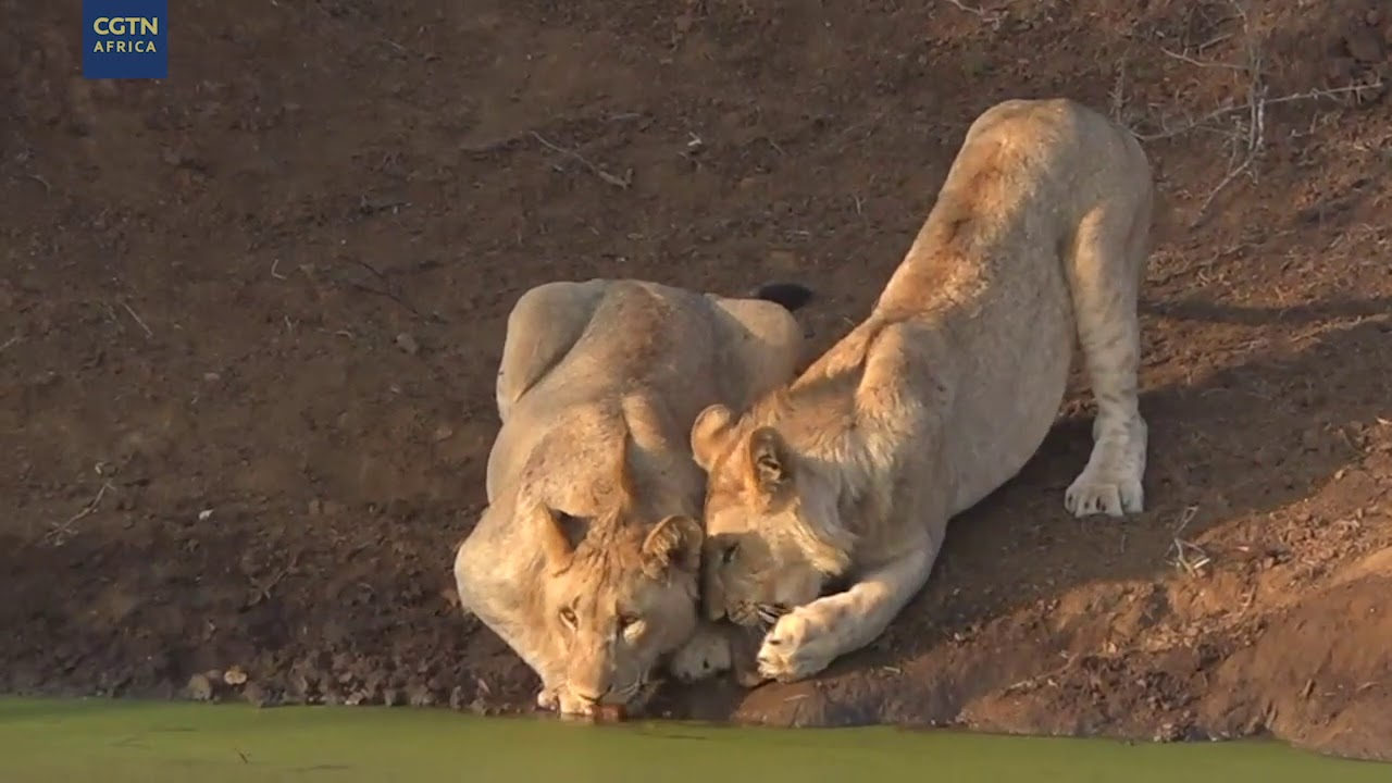 Digital Safari: Episode 19 Highlights