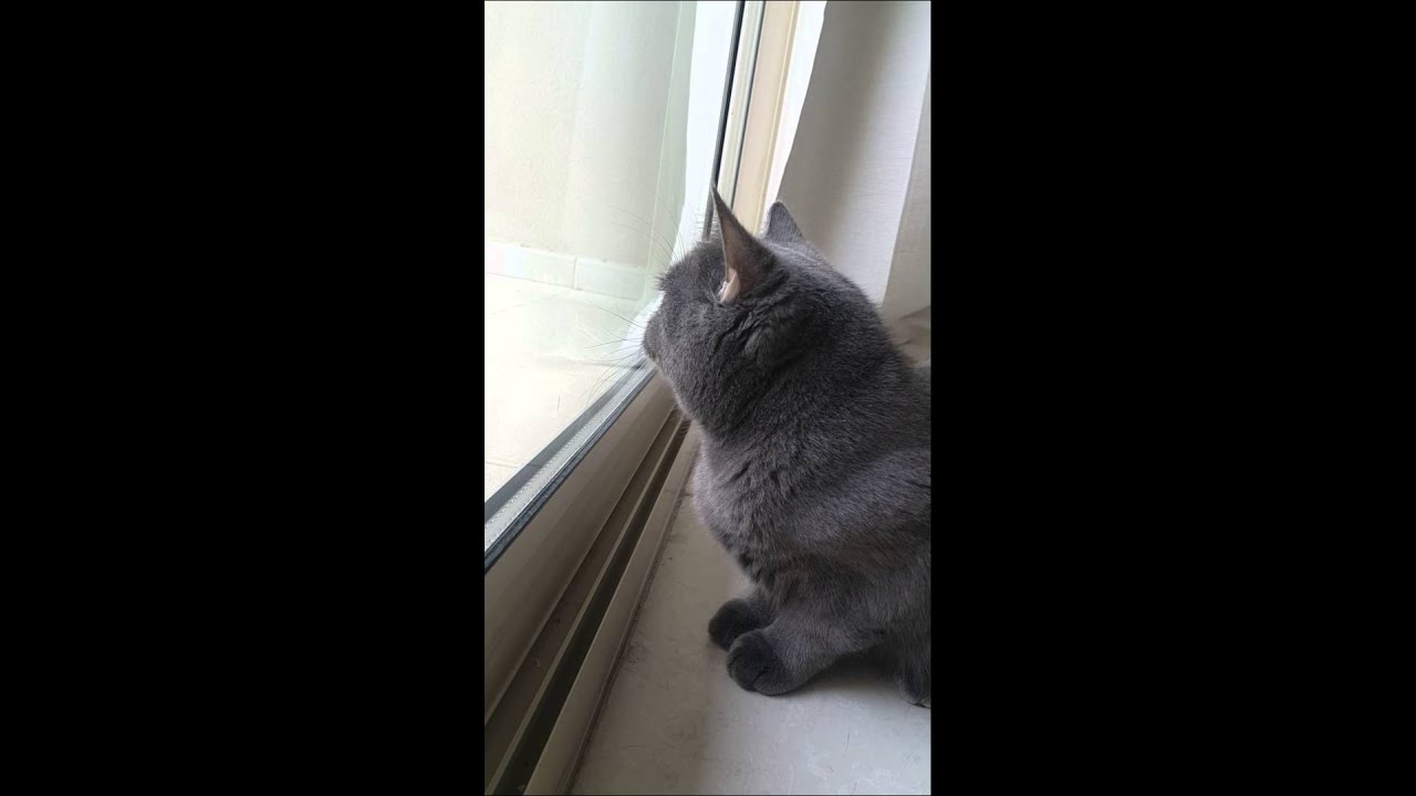 Cat talking. British Blue. Hilarious.