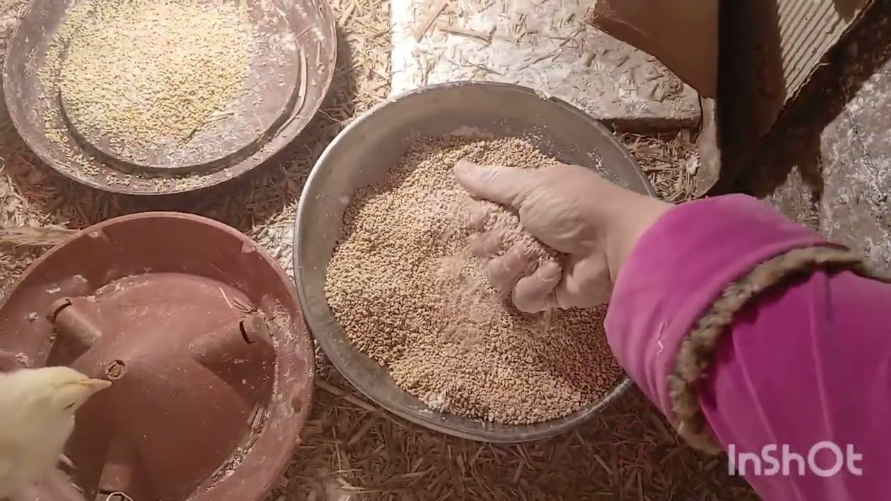 خلطه تنشيط الفراخ وزياده الوزن وسحب العلف فى اليوم الخامس من عمر الكتاكيت ورافع مناعه وعلاج البرد 🐥🐤