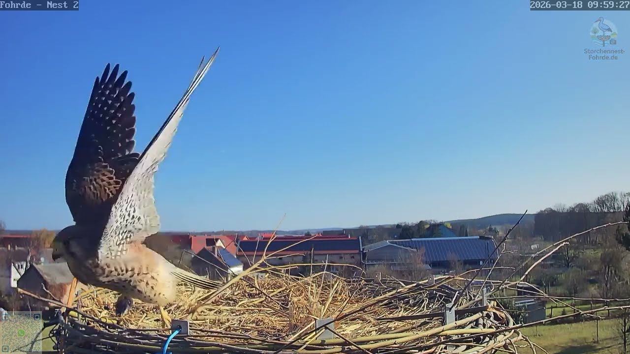 Beuteübergabe im Kasten – gefressen wird auf Horst 2 - Turmfalken Fohrde - 18.03.2026