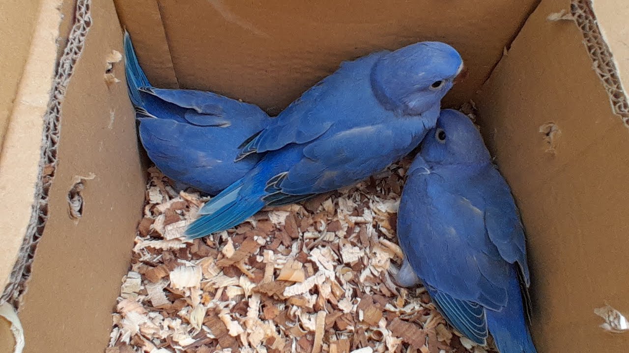 Baby Parrots, Yellow Ringneck Macaw & Grey Chicks at Lalukhet Birds Market