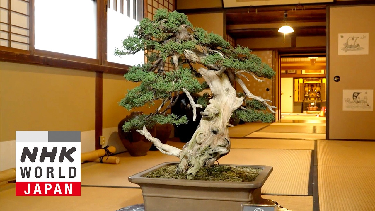 Bonsai: Harmonious Beauty and Eternal Life - Core Kyoto