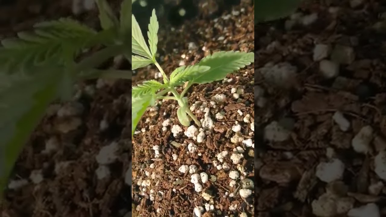 pt.3 AMIGOCHRONIC#greenhouse#ruderalis