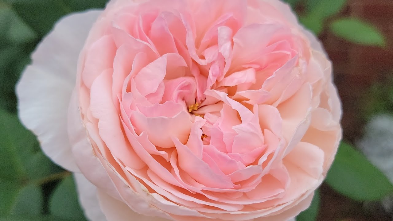 St Cecilia rose AKA Peony Pink| Best David Austin shrub rose | A perfect English Garden Rose |