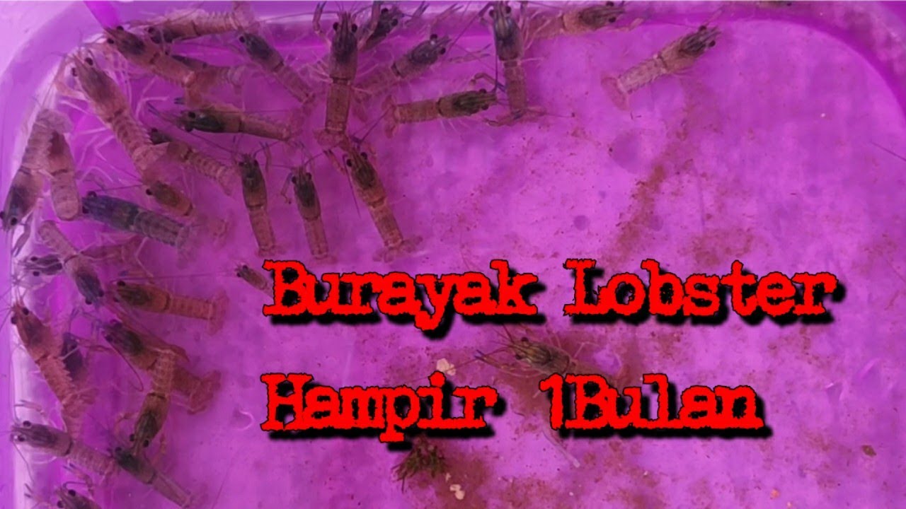 Bentuk Burayak LAT Atau Anak Lobster Setelah masuk satu bulan
