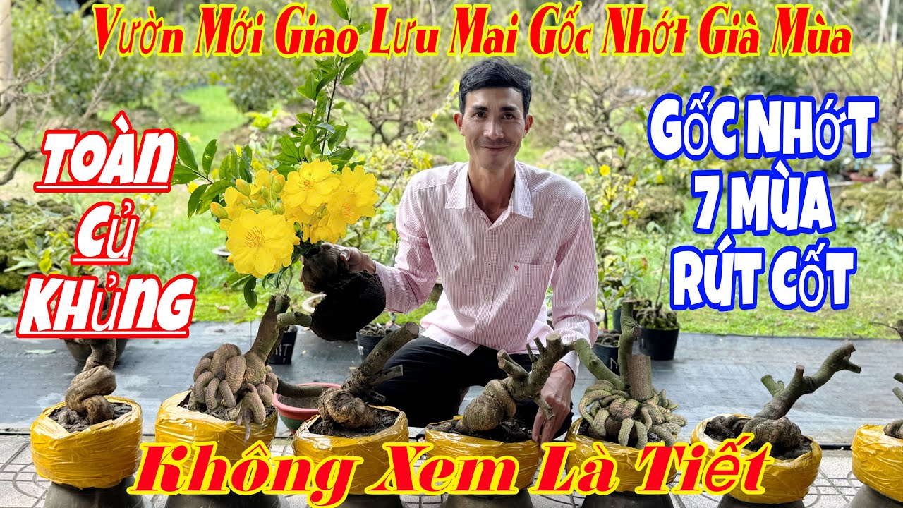 28/1 Vườn mới giao lưu mai vàng gốc nhớt già mùa giá rẻ 💥🌲🌲nhiều gốc nhớt củ phôi Đẹp 🌲☎️ 0983946649