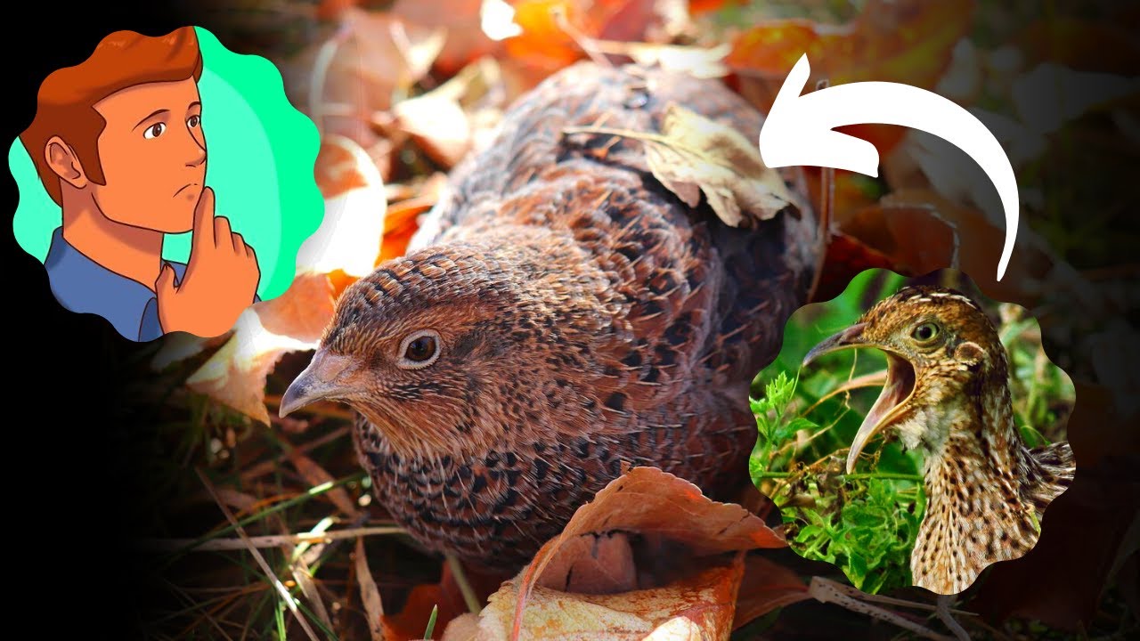 Qual a diferen&ccedil;a de codorna e codorniz?