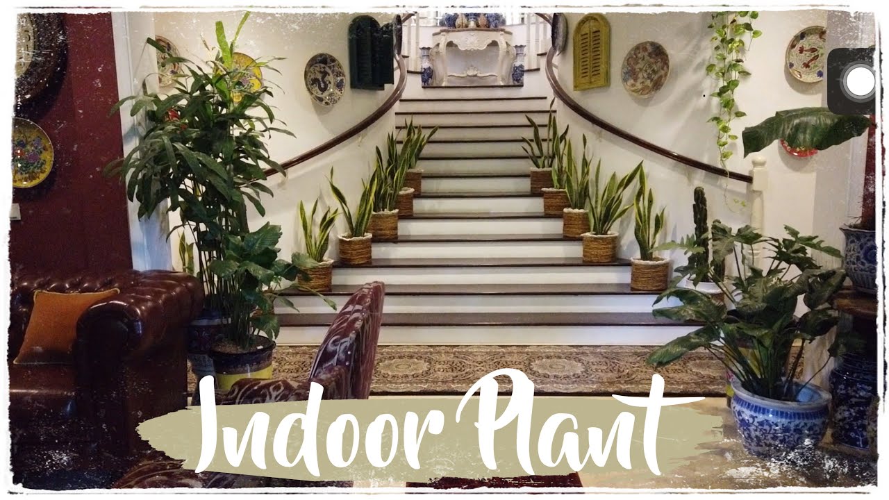 INDOOR PLANTATION #junglehouse