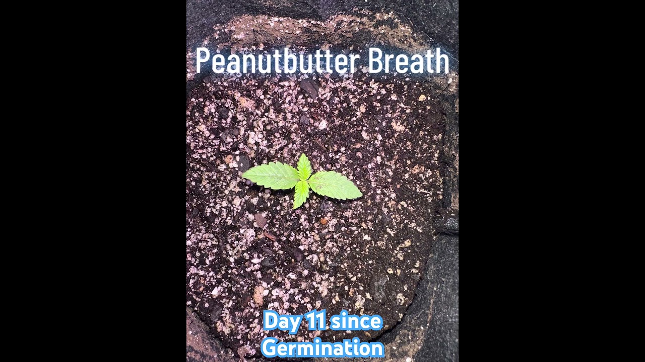 Atlas Seeds Peanutbutter Breath Day 11. #atlasseeds #weedgrower #marijuanagrowers #reefertilizer