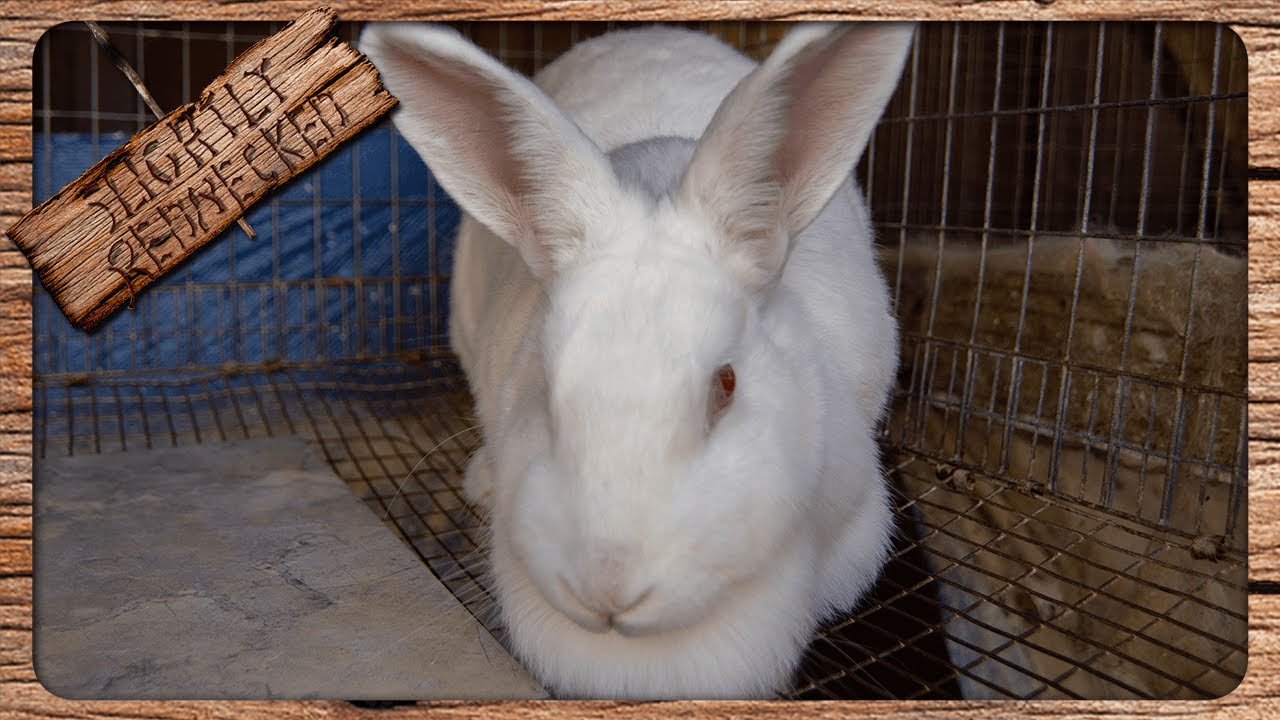 Line Breeding Your Rabbits