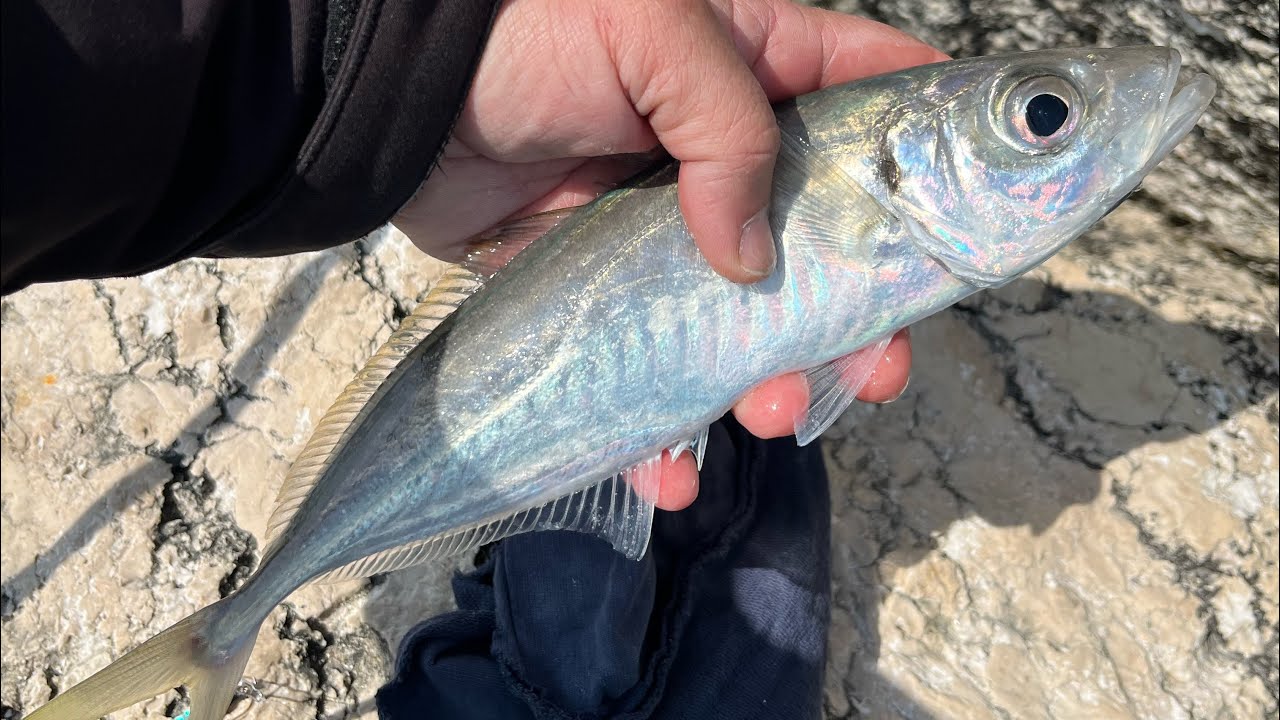 LIGHT SPINNING / JIGGING AL SUGARELLO