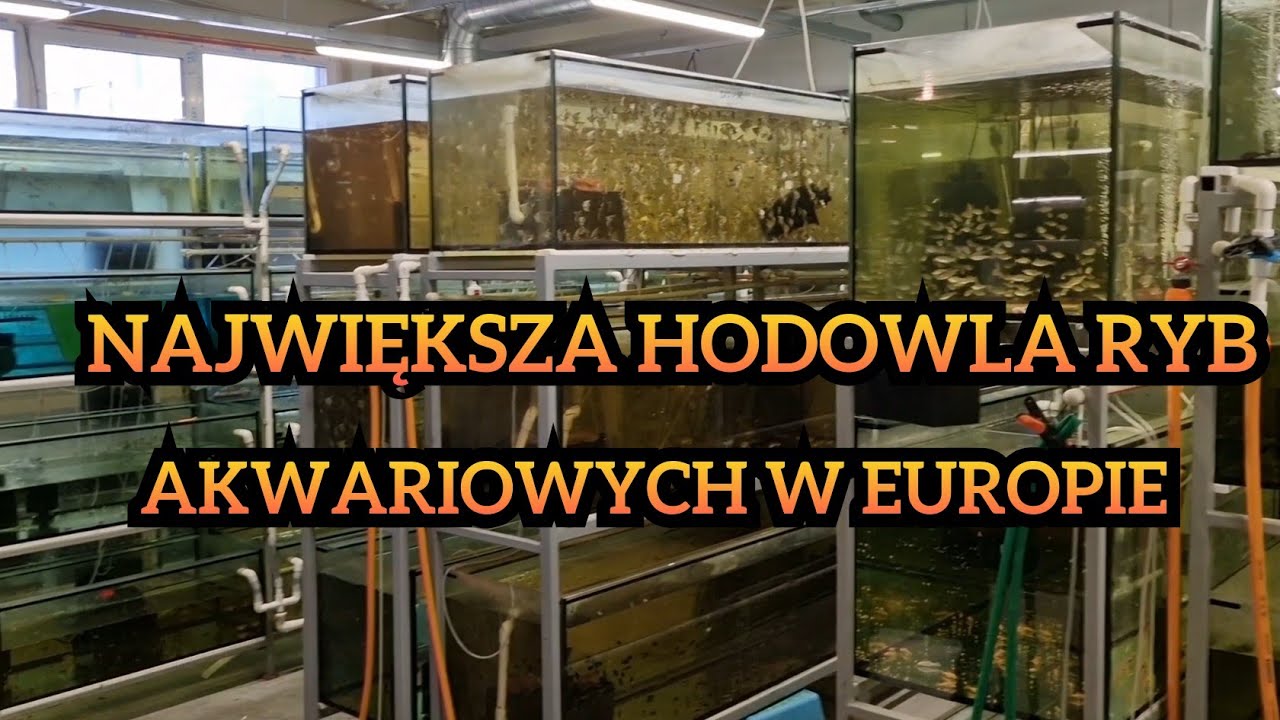 Największa hodowla ryb akwariowych w Europie!!! #fishfarm