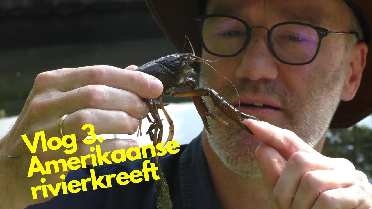 Vlog #3. Amerikaanse rivierkreeft