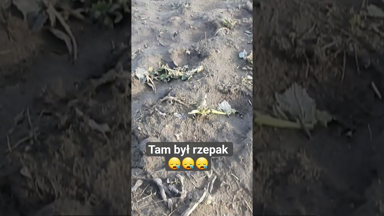 sarny zeżarły mi rzepak!!!!!!