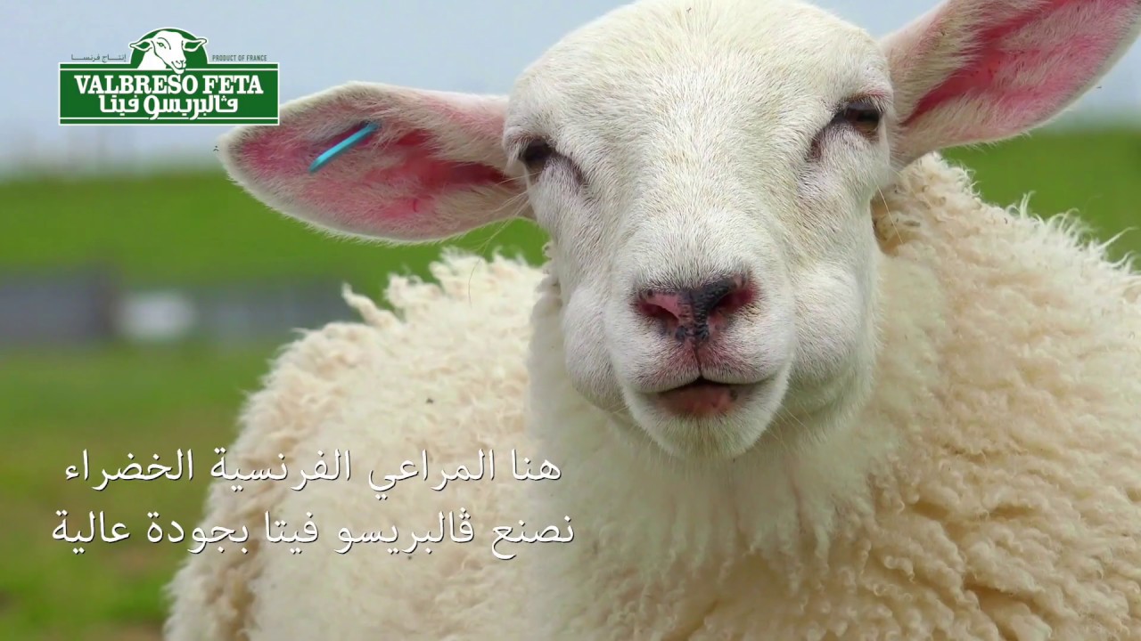 Valbreso Premium Feta cheese made with 100% Sheep's milk !