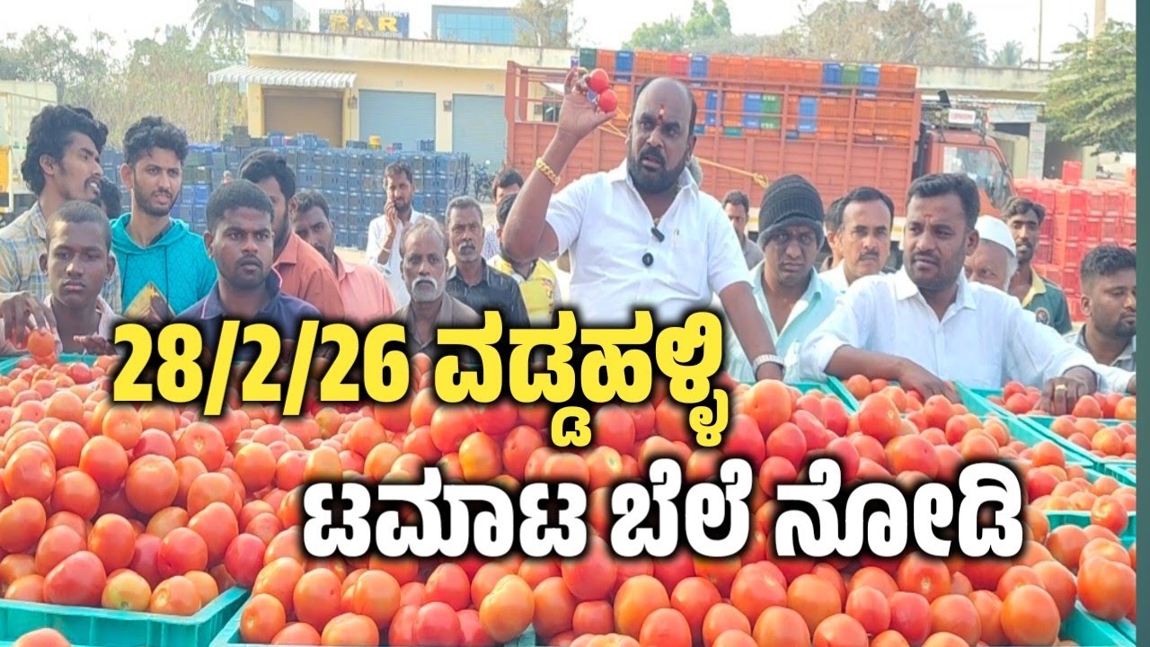 Today Tomato Rates NRS Mandi Vaddahalli mulbagal 🍅🍅🍅