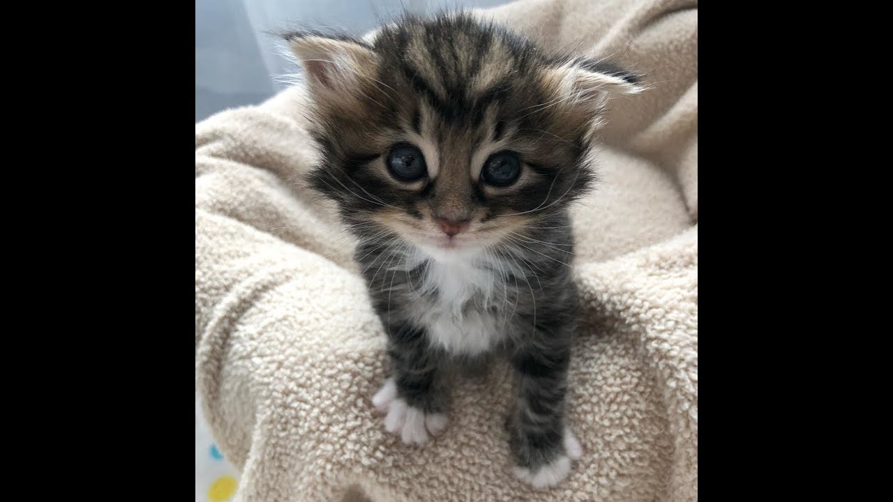 Kitten found abandoned in a bush, has her life turned around, journey to forever home
