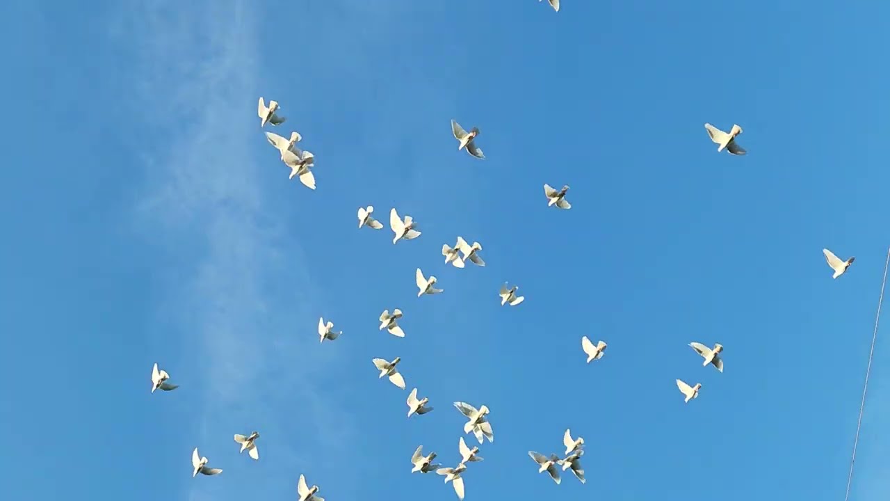 High Flying Loft Bloodline - White Dove Release