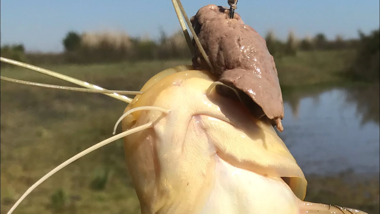 ASÍ COMEN ESTOS BAGRES Pesca y Cocina explorando un arroyo en el medio del campo