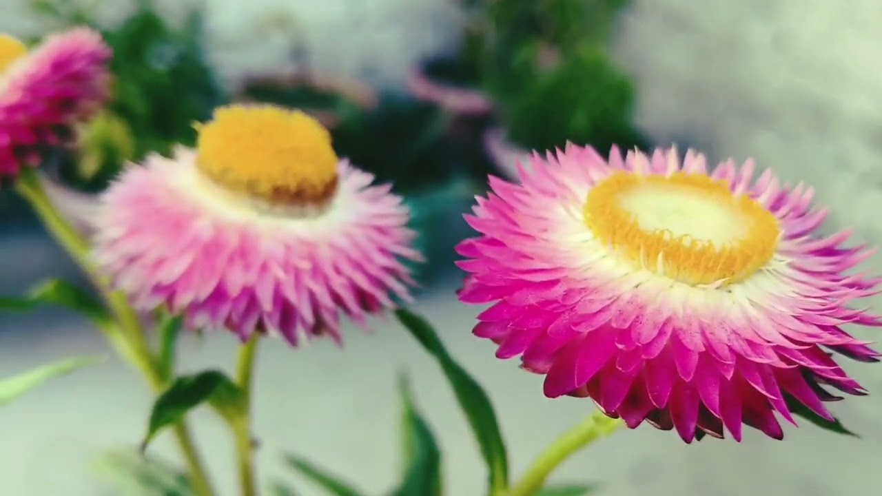 Spring season flower 💓🏡 beautiful garden 😍💗