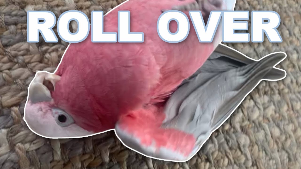 Training Tutorial | How to Roll Over!