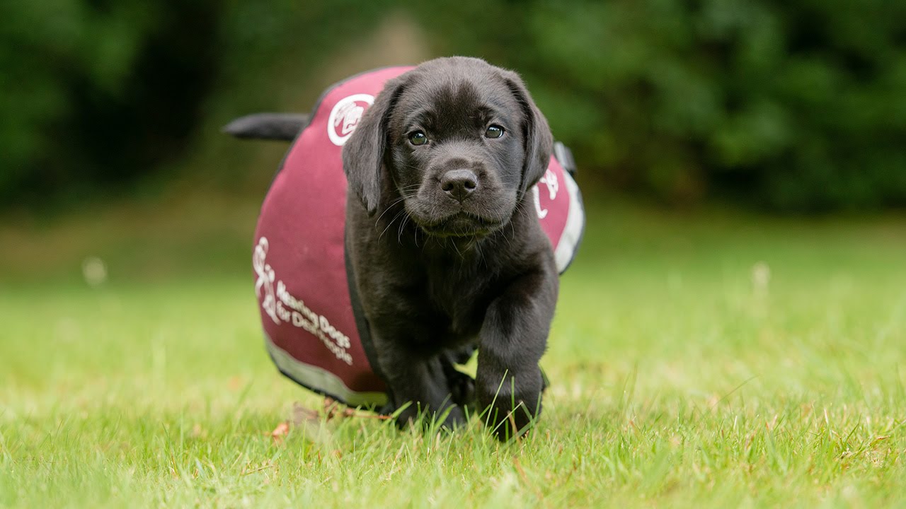 Watch cute 8 week old black labrador puppy playing in the garden.