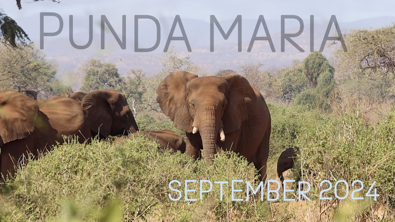 Discovering Punda Maria: The Hidden Gem of Kruger National Park