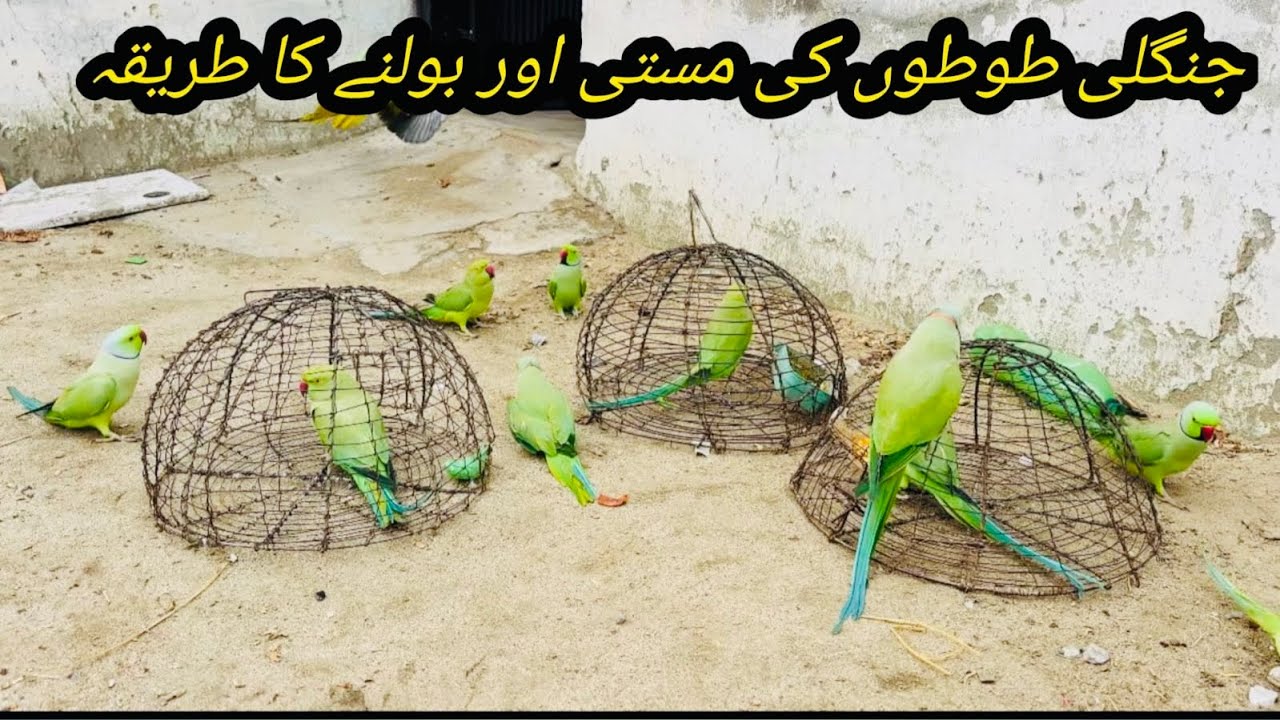 Parrot training full video | home breeding parrot 🦜 ￼