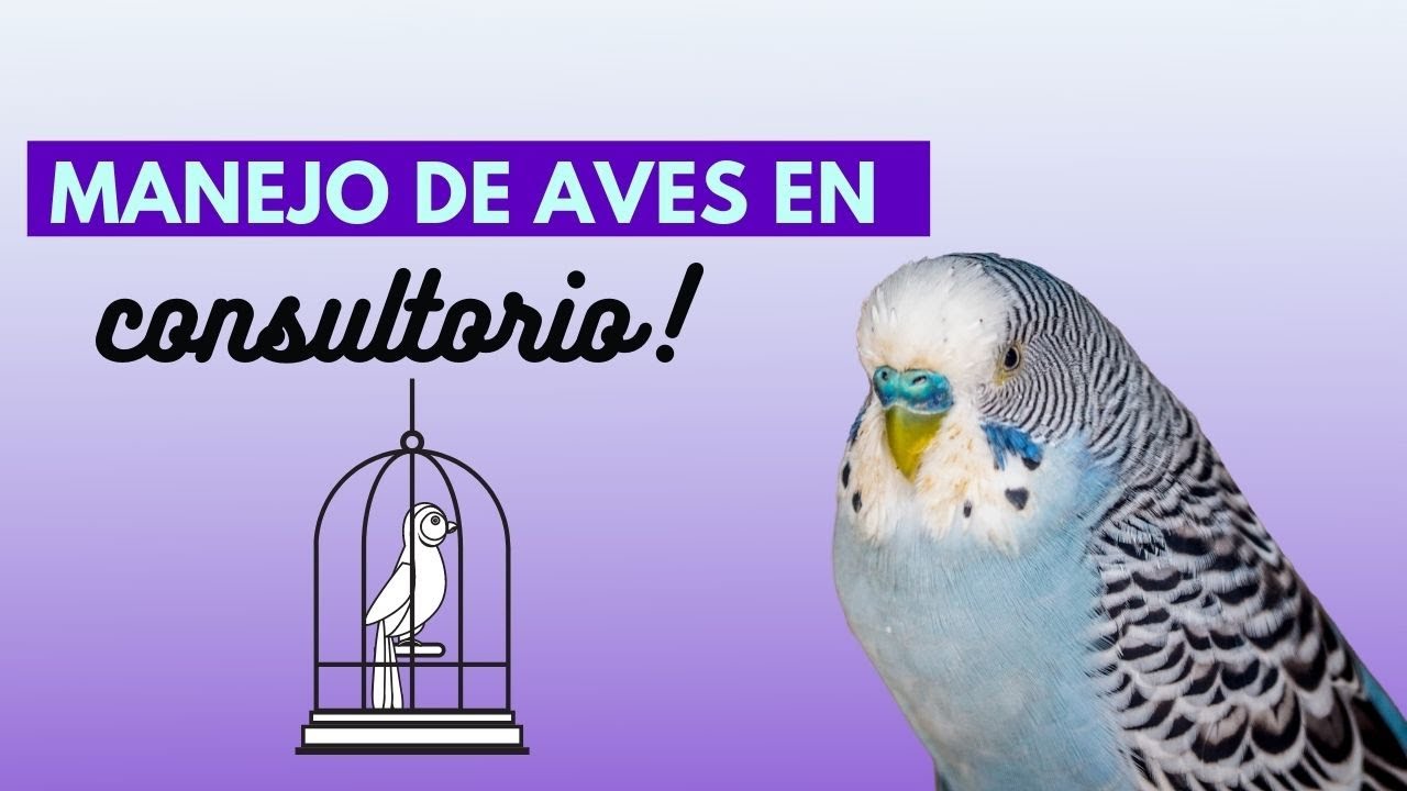 Manejo de aves en consultorio!