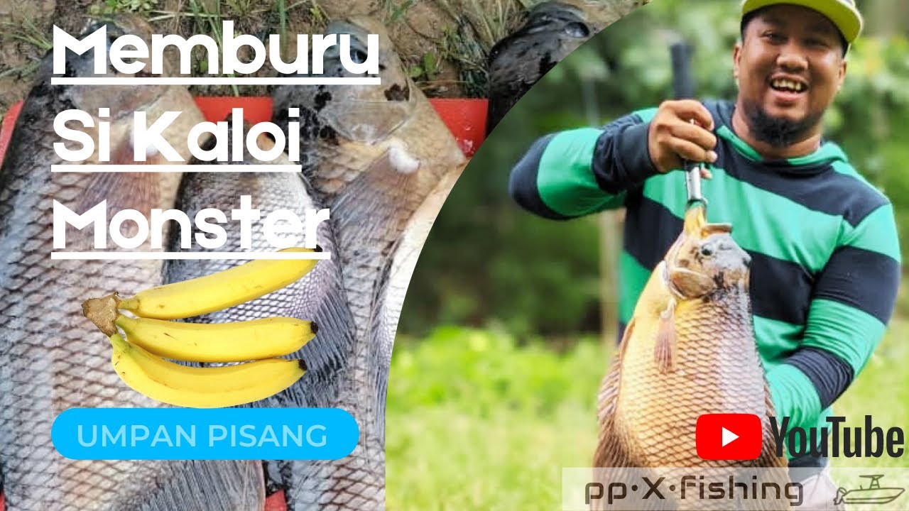 Ep #21 Memburu si kaloi monster guna umpan pisang