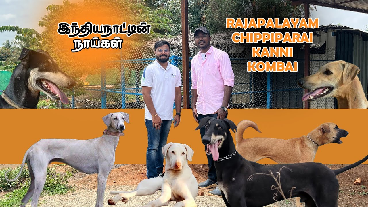 இந்தியநாட்டின் ராஜபாளையம் | கன்னி | சிப்பிப்பாறை | கோம்பை Dogs for sale