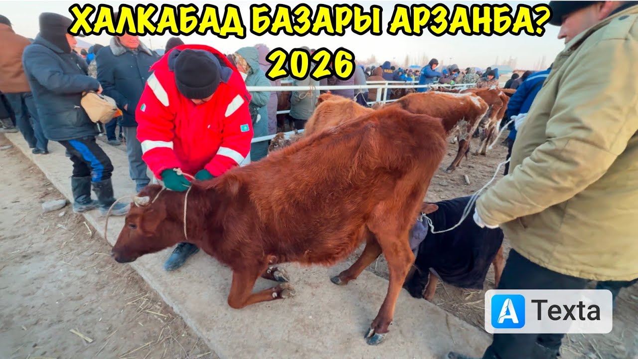 22-ЯНВАРЬ/2026/ХАЛКАБАД МАЛ БАЗАРЫ/СКОТНЫЙ РЫНОК/ДЕМ БЕРМЕС МАЛ БАЗАР/МАЛ БАЗАР 2026