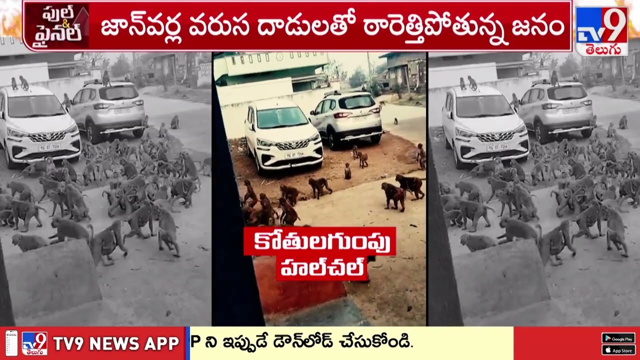 వైల్డ్ యానిమల్స్ మరీ వైల్డ్ గా మారిపోతున్నాయా? - TV9