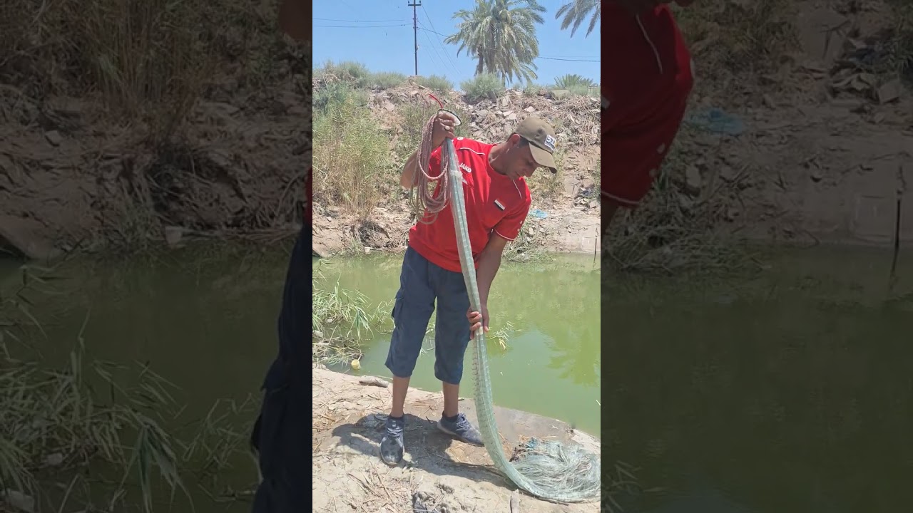 تعلوم شمرت السليه