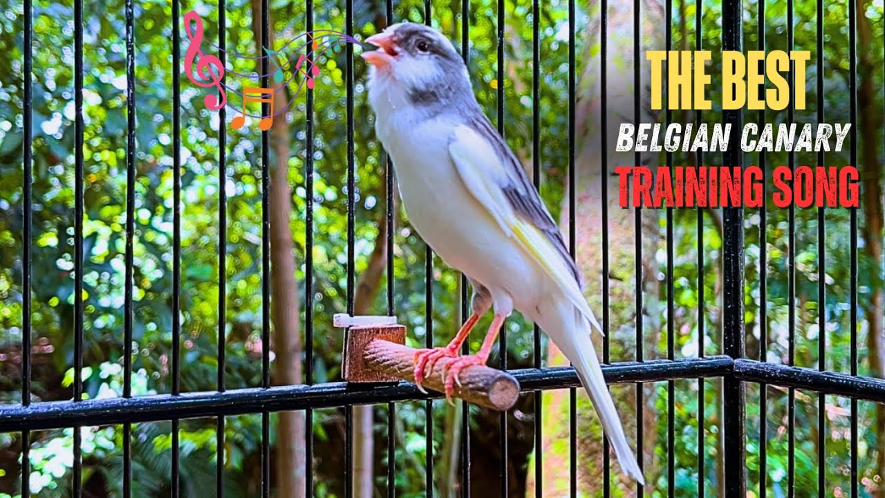 The Most PLEASANT Canary Training Song‼️Belgian Canary Singing Very Loudly🐦