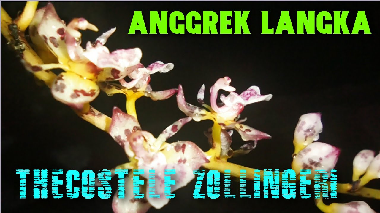 ANGGREK LANGKA : THECOSTELE ZOLLINGERI