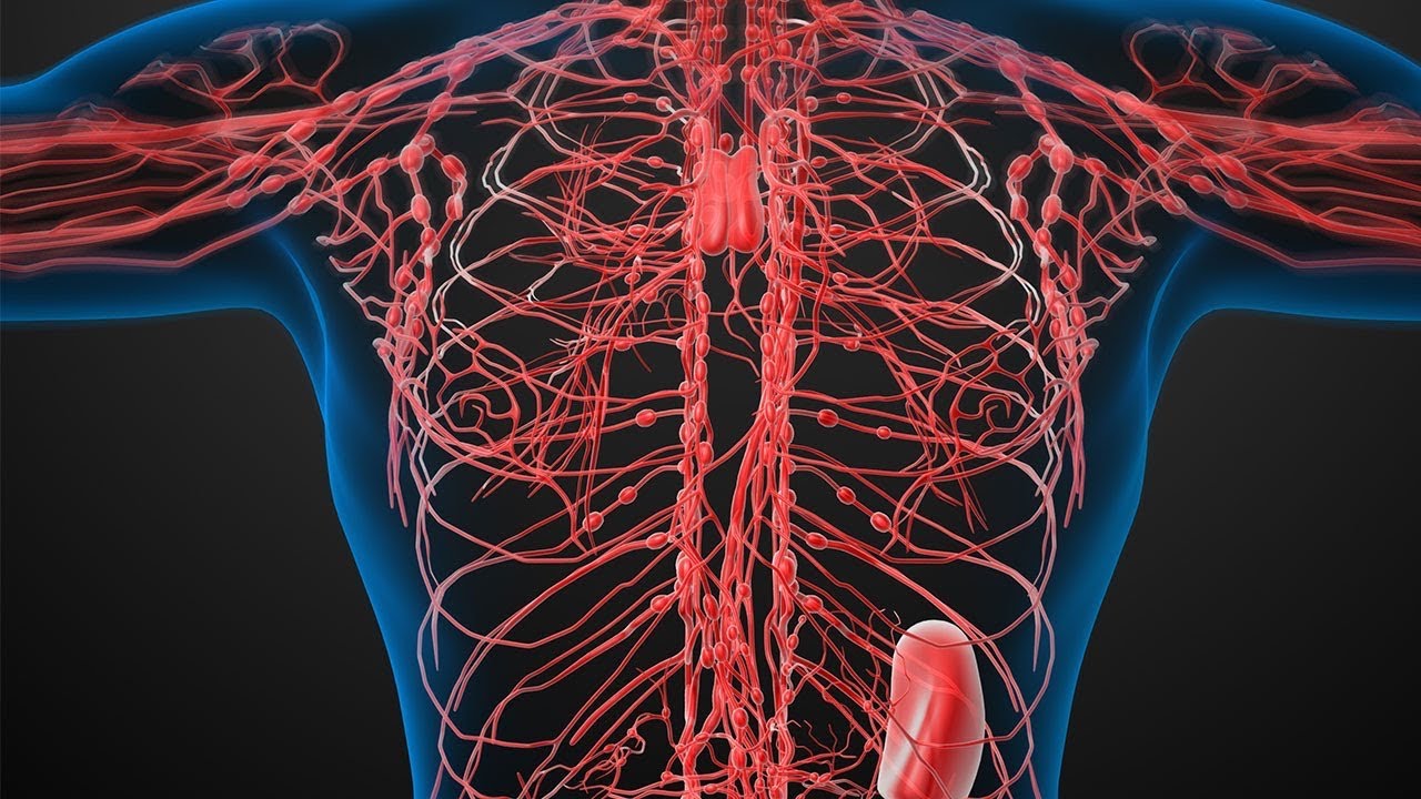 الفسلجة و التشريح 3D:الحلقة#30:الجهاز اللمفاوي:اللمف:الطحال:نخاع العظم:الخلايا و العقد اللمفاوية .