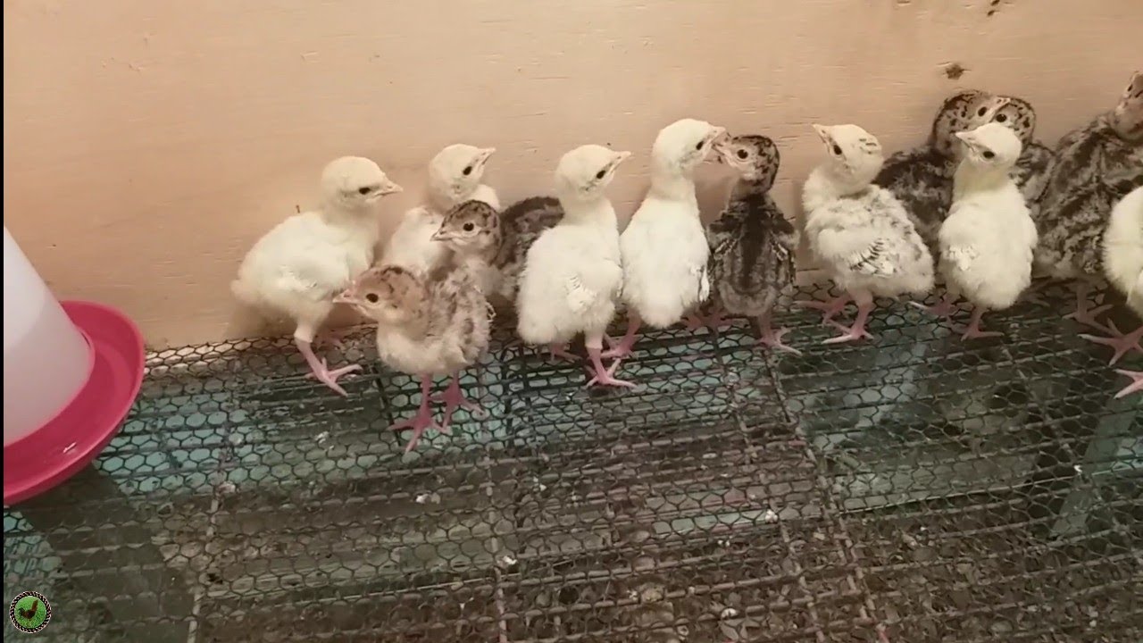Como Criar Peruzinho na L&acirc;mpada.