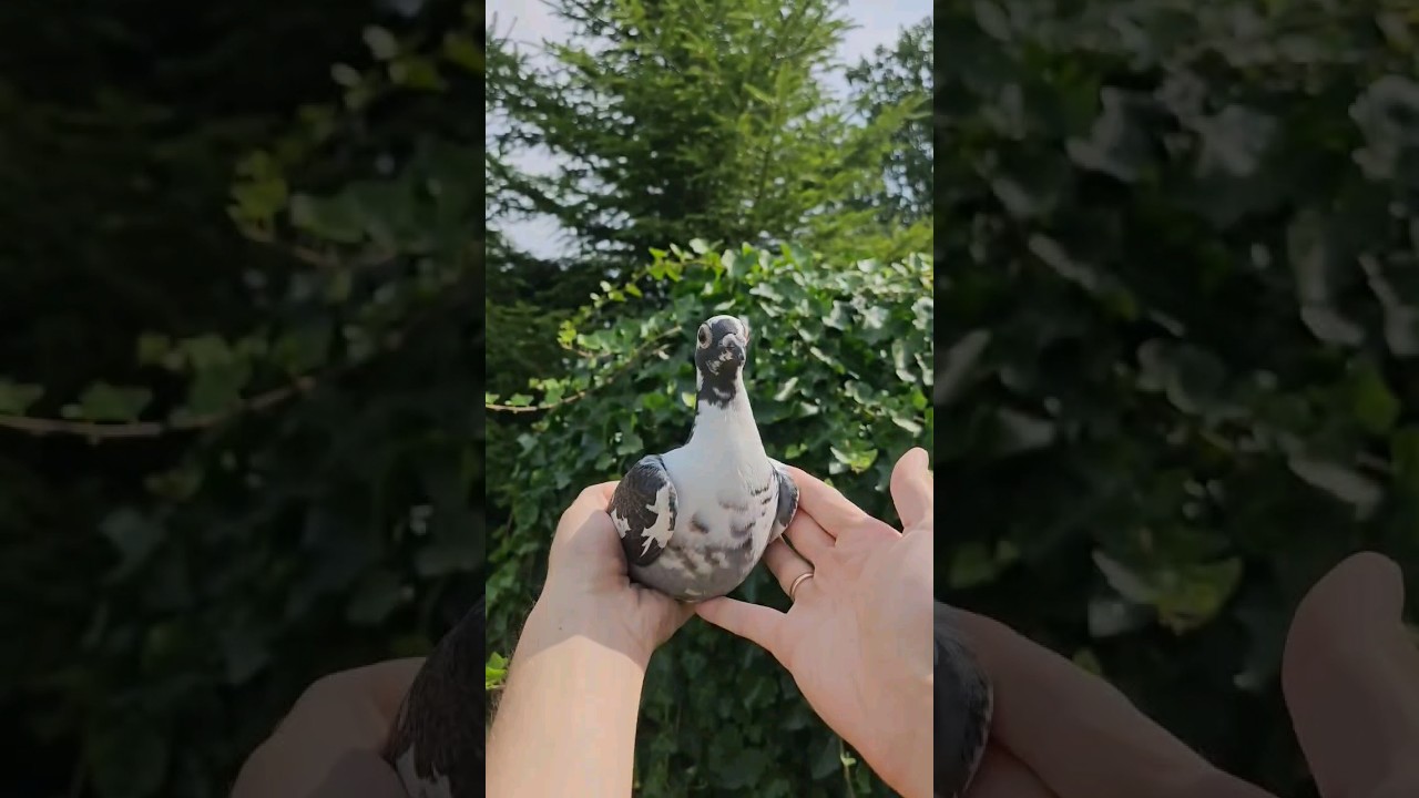 Abc Racing pigeons coming soon at auctions follow us #golebiepocztowe #racingpigeons #oneloftrace