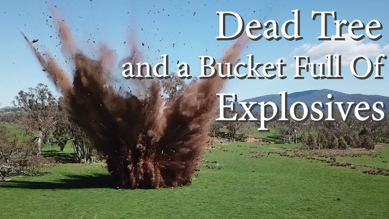 We put explosives under a dead tree, what will happen???
